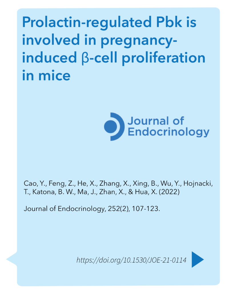 Prolactin-regulated Pbk is involved in pregnancy-induced β-cell proliferation in mice