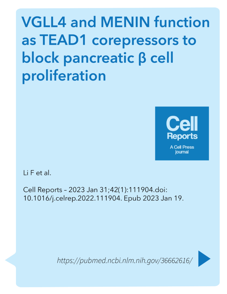 VGLL4 and MENIN function as TEAD1 corepressors to block pancreatic β cell proliferation